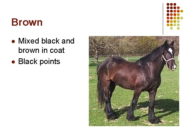 Brown l l Mixed black and brown in coat Black points 