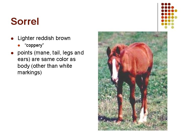 Sorrel l Lighter reddish brown l l “coppery” points (mane, tail, legs and ears) Sorrel l Lighter reddish brown l l “coppery” points (mane, tail, legs and ears)