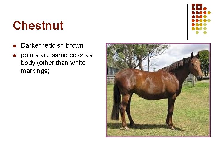 Chestnut l l Darker reddish brown points are same color as body (other than