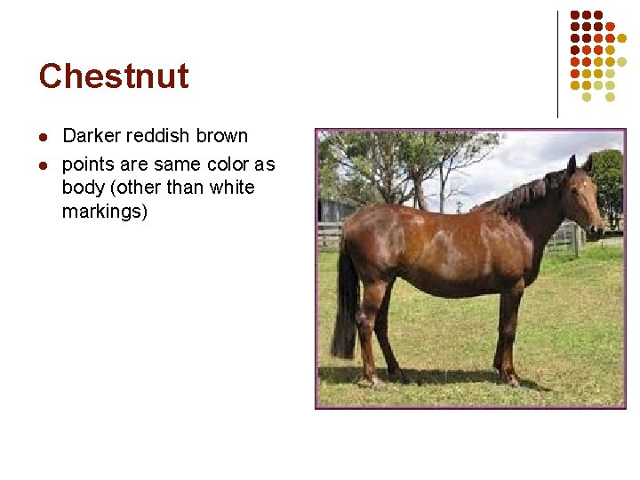 Horse Colors And Markings Animal Science Colors Bay Horse Colors And Markings Animal Science Colors Bay