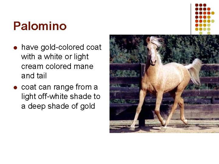 Palomino l l have gold-colored coat with a white or light cream colored mane Palomino l l have gold-colored coat with a white or light cream colored mane