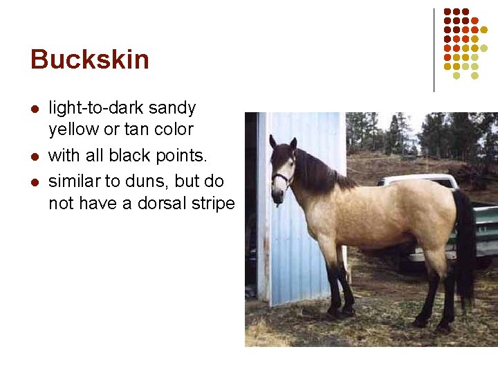 Buckskin l light-to-dark sandy yellow or tan color with all black points. similar to