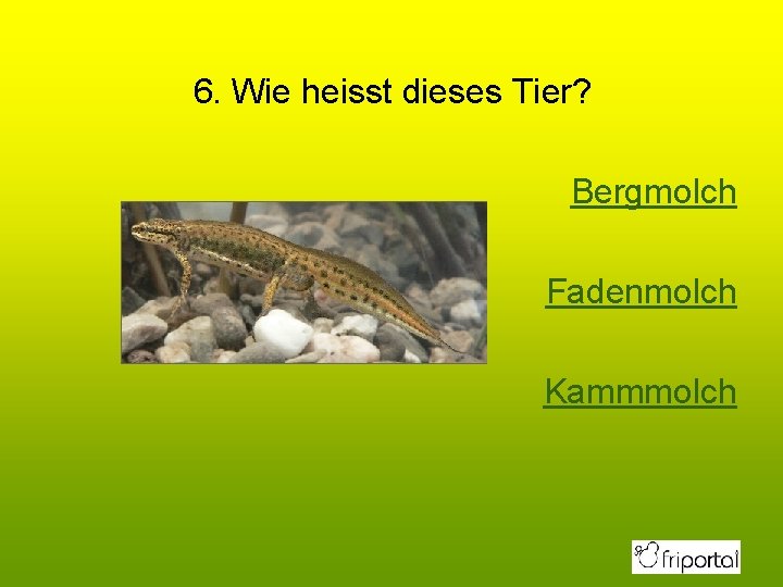 6. Wie heisst dieses Tier? Bergmolch Fadenmolch Kammmolch 