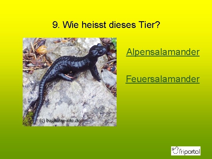 9. Wie heisst dieses Tier? Alpensalamander Feuersalamander 