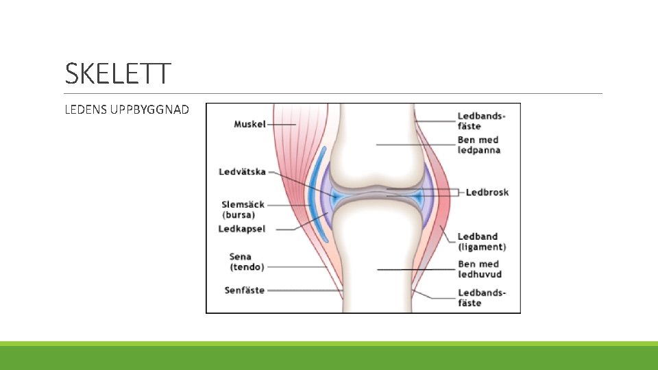 SKELETT LEDENS UPPBYGGNAD 