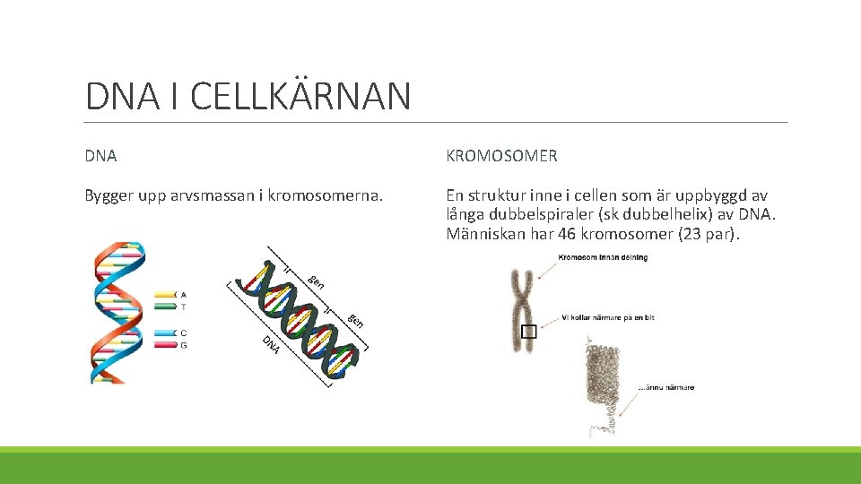 DNA I CELLKÄRNAN DNA KROMOSOMER Bygger upp arvsmassan i kromosomerna. En struktur inne i