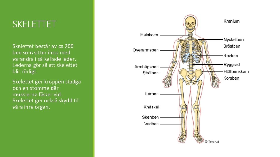 SKELETTET Skelettet består av ca 200 ben som sitter ihop med varandra i så