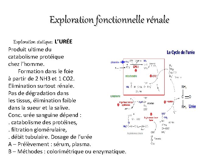 Exploration fonctionnelle rénale Exploration statique: L’URÉE Produit ultime du catabolisme protéique chez l’homme. Formation