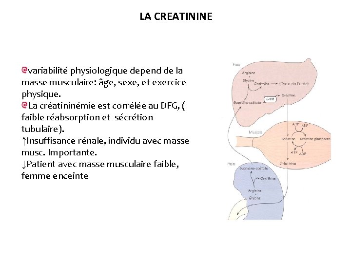 LA CREATININE variabilité physiologique depend de la masse musculaire: âge, sexe, et exercice physique.