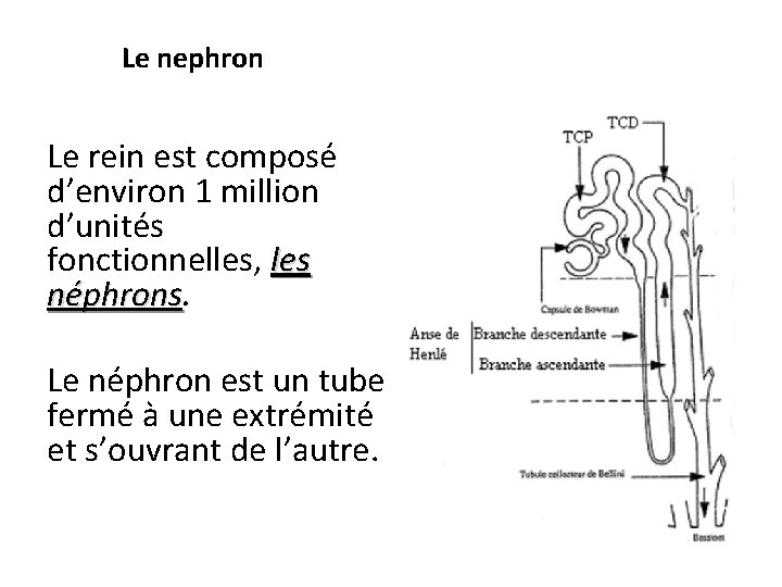 Le nephron Le rein est composé d’environ 1 million d’unités fonctionnelles, les néphrons. Le