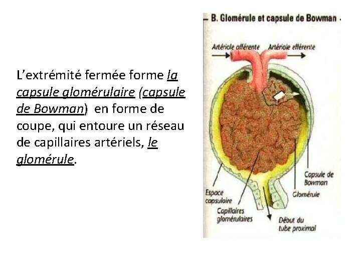 L’extrémité fermée forme la capsule glomérulaire (capsule de Bowman) en forme de coupe, qui