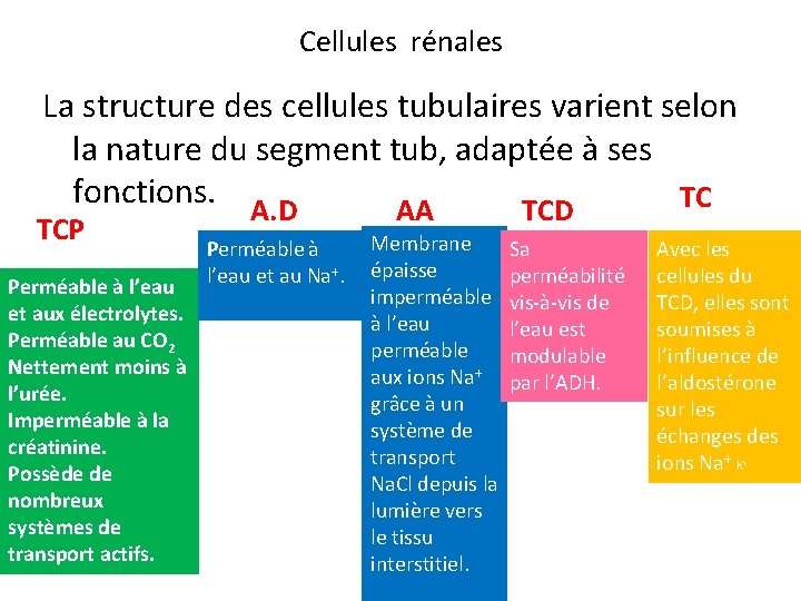 Cellules rénales La structure des cellules tubulaires varient selon la nature du segment tub,