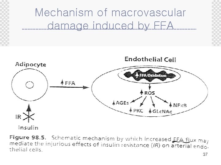 Mechanism of macrovascular damage induced by FFA 37 