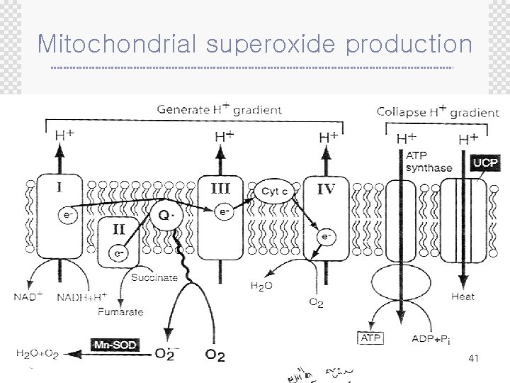 Mitochondrial superoxide production 41 