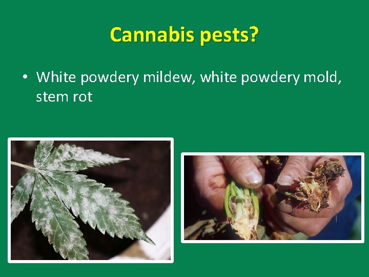 Cannabis pests? • White powdery mildew, white powdery mold, stem rot 