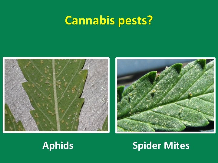 Cannabis pests? Aphids Spider Mites 