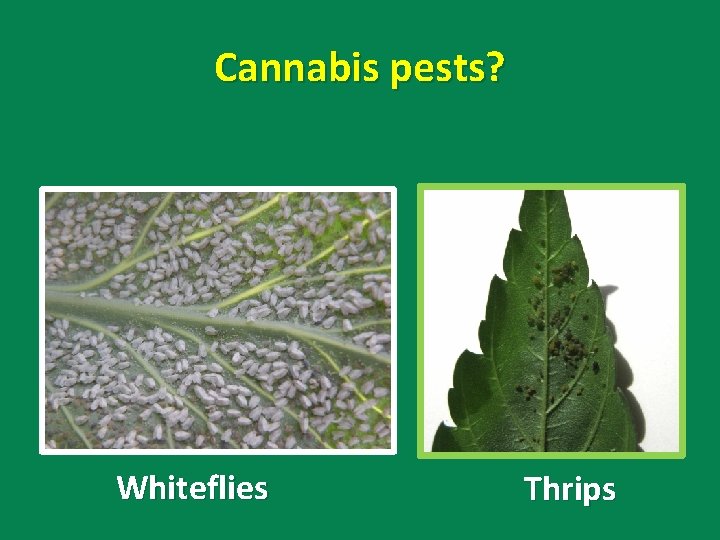 Cannabis pests? Whiteflies Thrips 