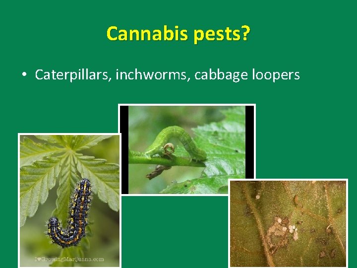 Cannabis pests? • Caterpillars, inchworms, cabbage loopers 