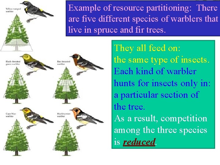 Example of resource partitioning: There are five different species of warblers that live in