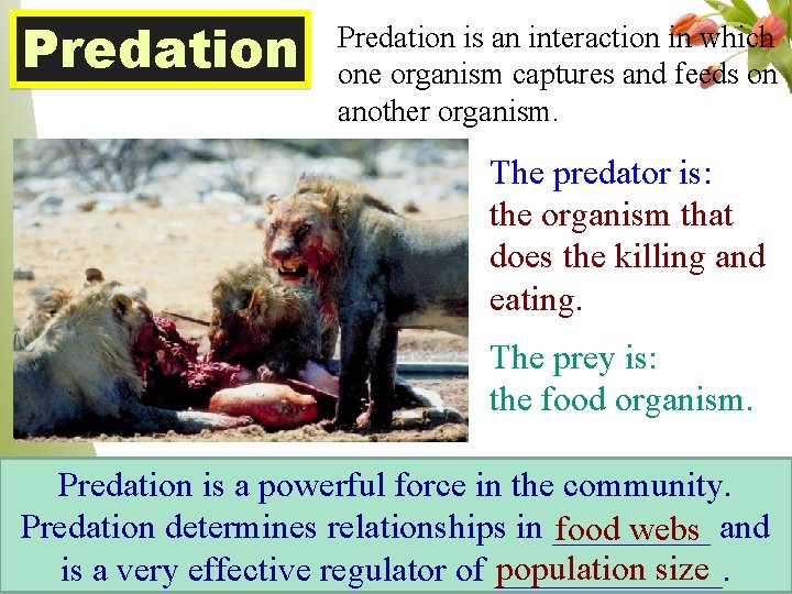 Predation is an interaction in which one organism captures and feeds on another organism.