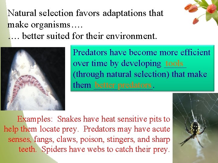 Natural selection favors adaptations that make organisms…. …. better suited for their environment. Predators