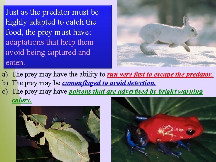 Just as the predator must be highly adapted to catch the food, the prey