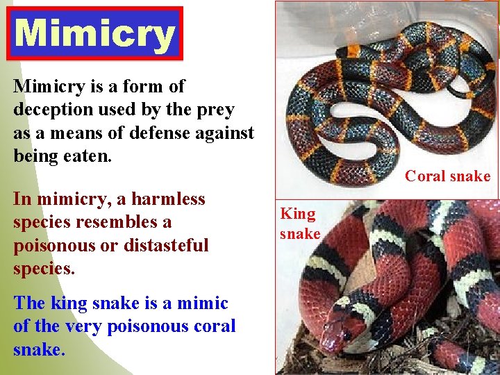 Mimicry is a form of deception used by the prey as a means of