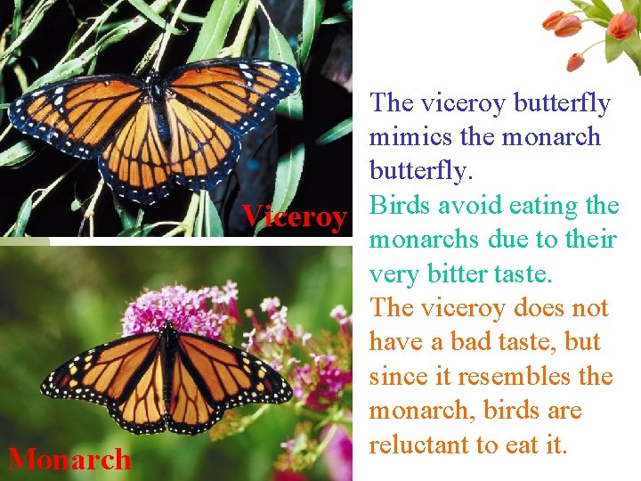 Monarch The viceroy butterfly mimics the monarch butterfly. Birds avoid eating the Viceroy monarchs