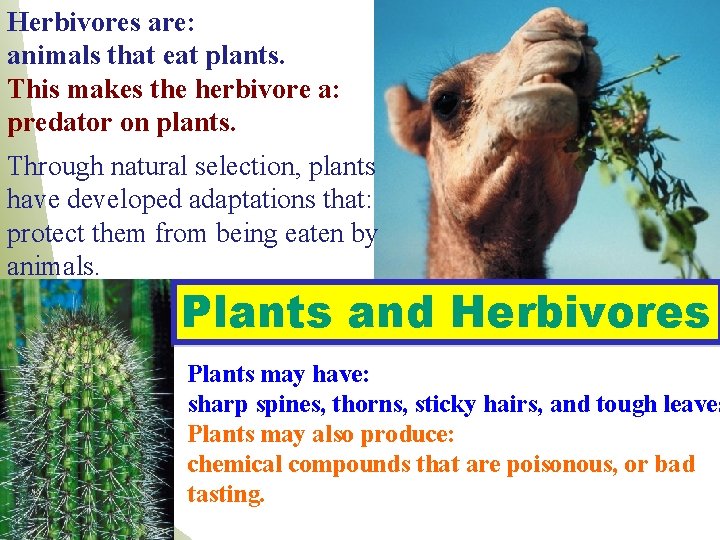 Herbivores are: animals that eat plants. This makes the herbivore a: predator on plants.