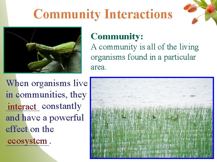 Community Interactions Community: A community is all of the living organisms found in a