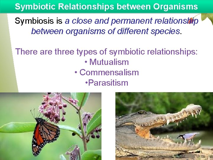 Symbiotic Relationships between Organisms Symbiosis is a close and permanent relationship between organisms of