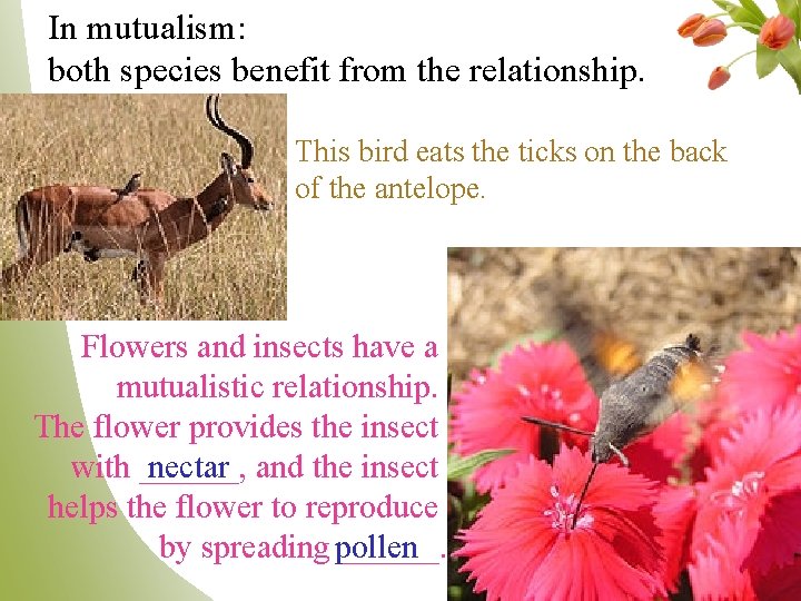 In mutualism: both species benefit from the relationship. This bird eats the ticks on
