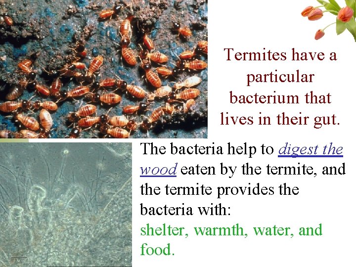 Termites have a particular bacterium that lives in their gut. The bacteria help to