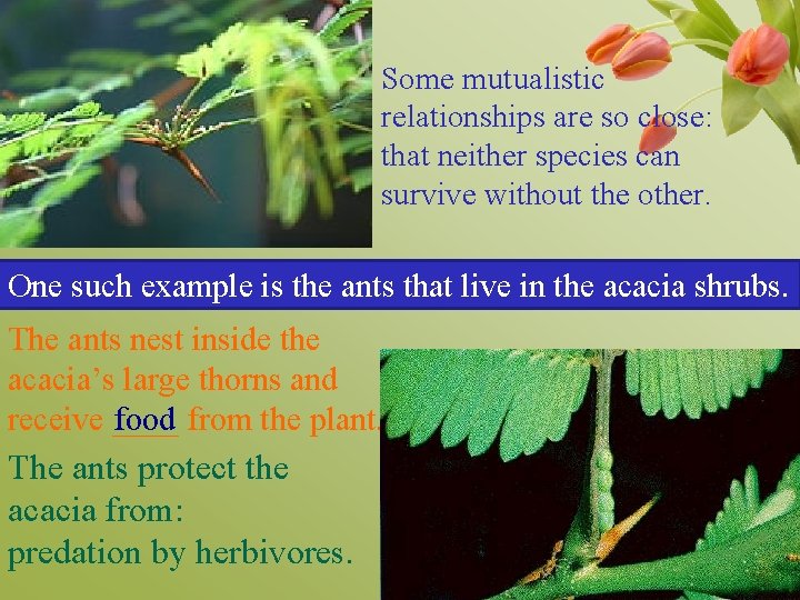 Some mutualistic relationships are so close: that neither species can survive without the other.