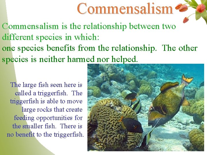 Commensalism is the relationship between two different species in which: one species benefits from