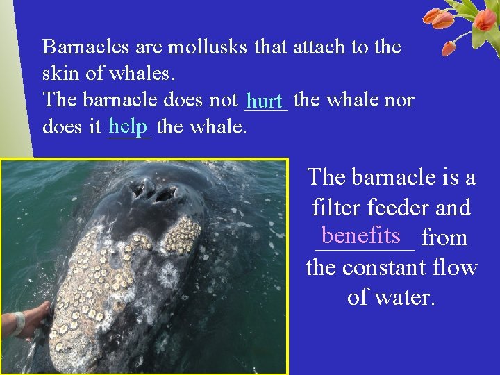 Barnacles are mollusks that attach to the skin of whales. The barnacle does not