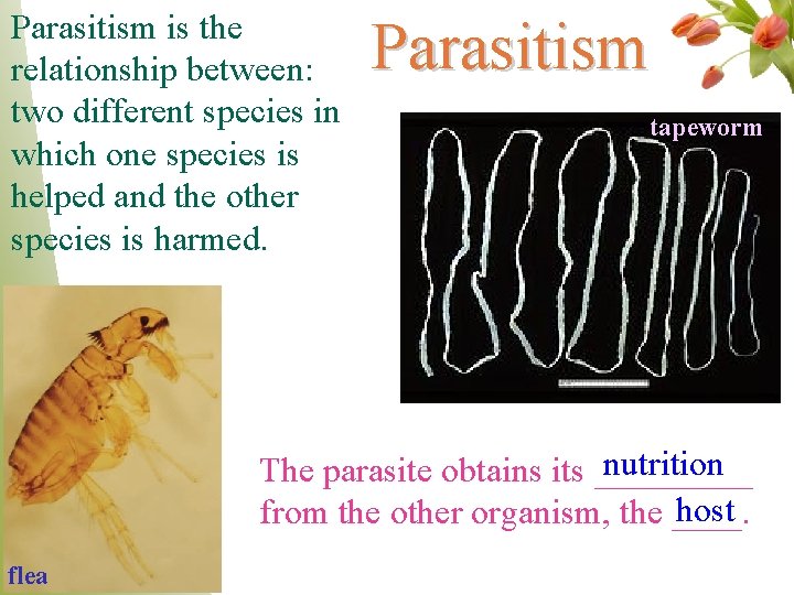 Parasitism is the relationship between: two different species in which one species is helped