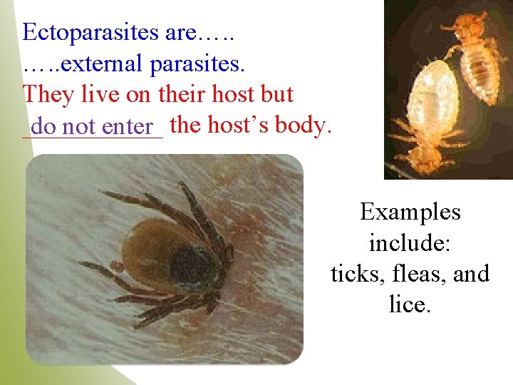 Ectoparasites are…. . external parasites. They live on their host but ______ do not