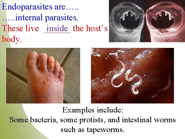 Endoparasites are…. . internal parasites. These live ______ inside the host’s body. Examples include: