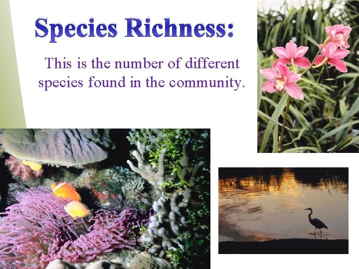 Species Richness: This is the number of different species found in the community. 