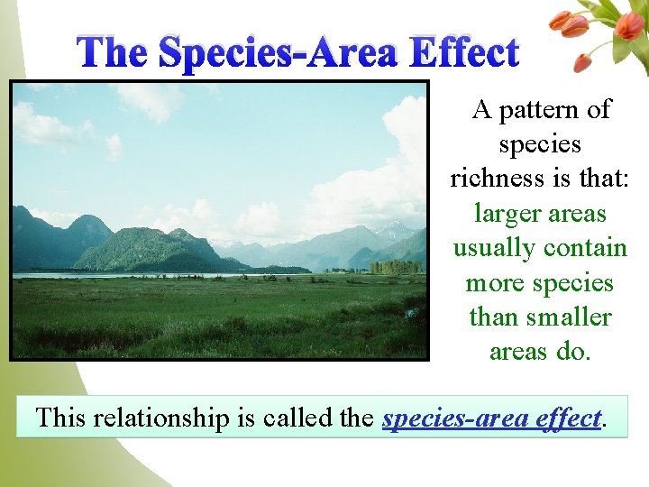 The Species-Area Effect A pattern of species richness is that: larger areas usually contain