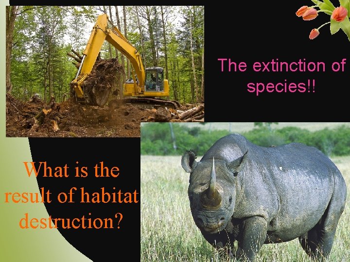 The extinction of species!! What is the result of habitat destruction? 