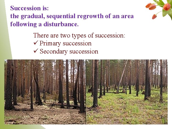 Succession is: the gradual, sequential regrowth of an area following a disturbance. There are