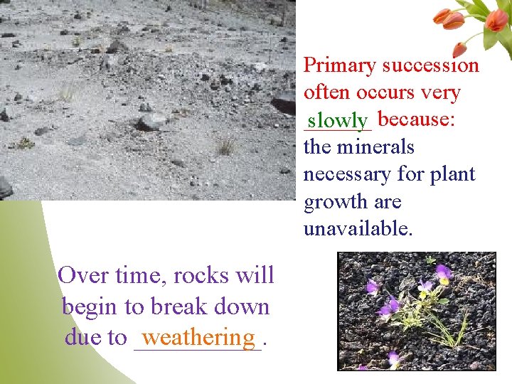 Primary succession often occurs very ______ slowly because: the minerals necessary for plant growth