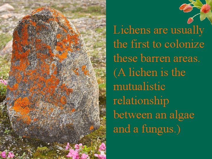 Lichens are usually the first to colonize these barren areas. (A lichen is the