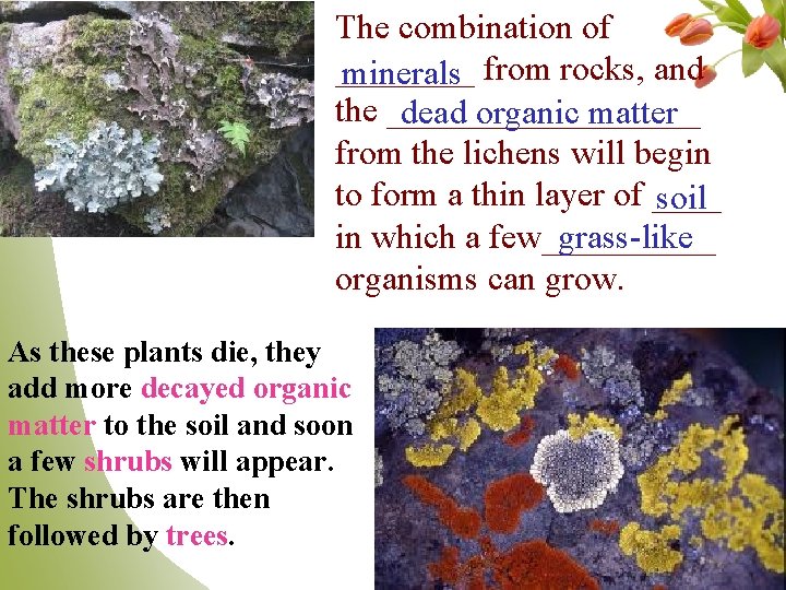 The combination of ____ minerals from rocks, and the _________ dead organic matter from