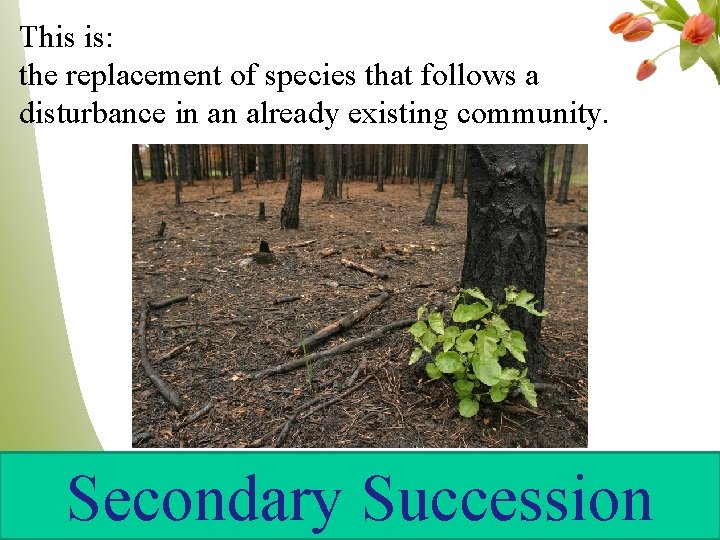 This is: the replacement of species that follows a disturbance in an already existing