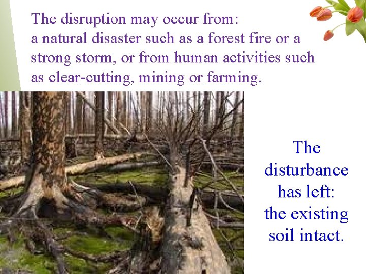 The disruption may occur from: a natural disaster such as a forest fire or