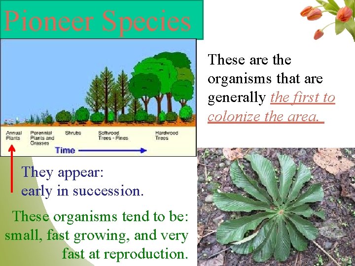 Pioneer Species These are the organisms that are generally the first to colonize the