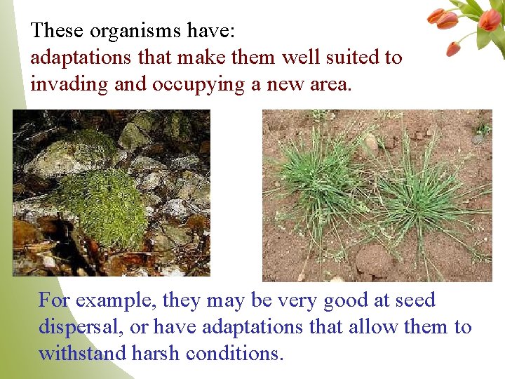 These organisms have: adaptations that make them well suited to invading and occupying a